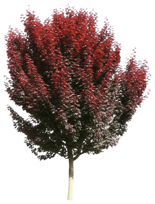 Brandywine Red Maple (Acer Rubrum 'Brandywine') - Shade Trees