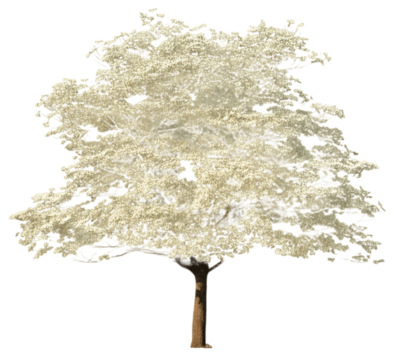 (Cornus Florida 'Cloud 9') - Flowering Trees