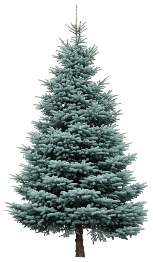 Spruce, Colorado (Picea Pungens) - Evergreen Trees