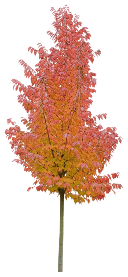Persian Parrotia Tree Form (Parrotia Persica) - Shade Trees