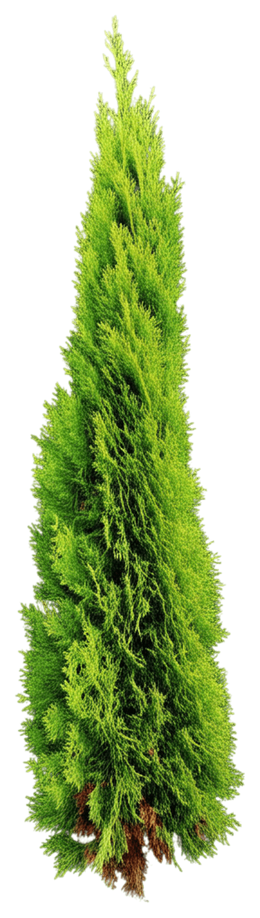 (Thuja Occidentalis 'Danica') - Ground Layers