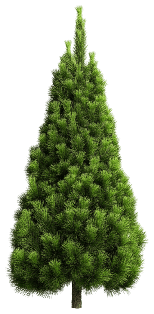 Pine, Dwarf Mugo (Pinus Mugo Var. Pumilio) - Ground Layers