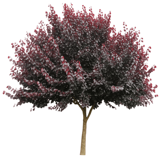 (Cercis Canadensis 'Forest Pansy') - Flowering Trees