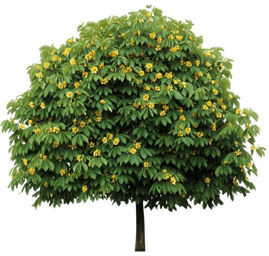 (Franklinia Alatamaha) - Flowering Trees