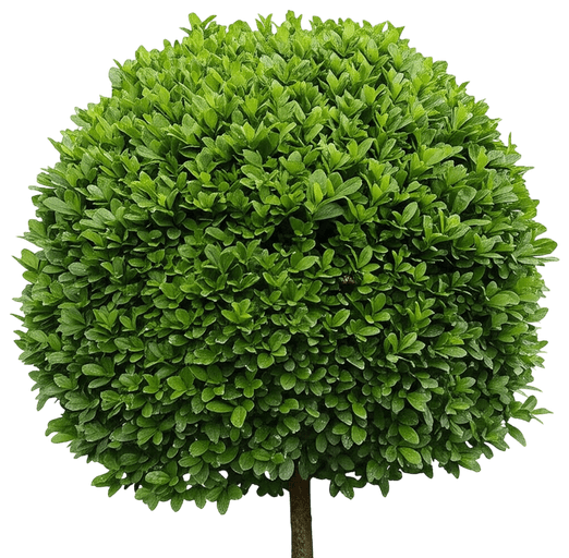 Green Mountain Upright Boxwood (Buxus X 'Green Mountain') - Ground Layers