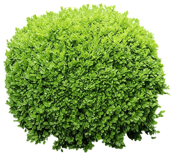 Green Velvet Boxwood (Buxus X 'Green Velvet') - Ground Layers