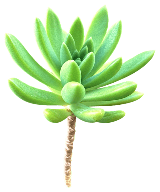 Hens And Chicks (Sempervivum Tectorum) - Ground Layers