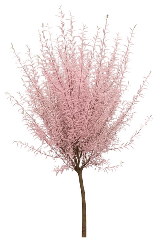Tri-Color Dappled Willow Bush (Salix Integra 'Hakuro-Nishiki') - Ground Layers