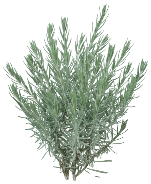 English Lavender (Lavandula Angustifolia 'Hidcote') - Ground Layers