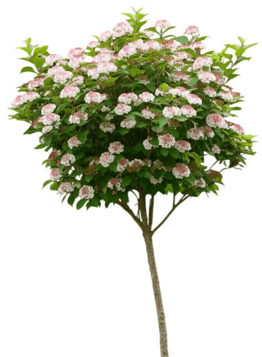 Viburnum, Korean Spice (Viburnum Carlesii) - Ground Layers