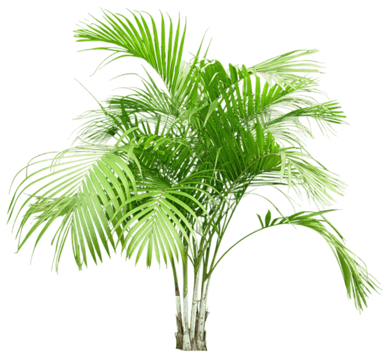 Lady Palm (Rhapis Excelsa) - Evergreen Trees