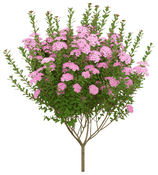 Spirea, Little Princess (Spiraea Japonica 'Little Princess') - Ground Layers