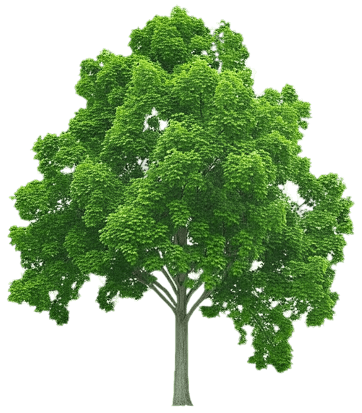 Tulip Poplar (Liriodendron Tulipifera) - Flowering Trees