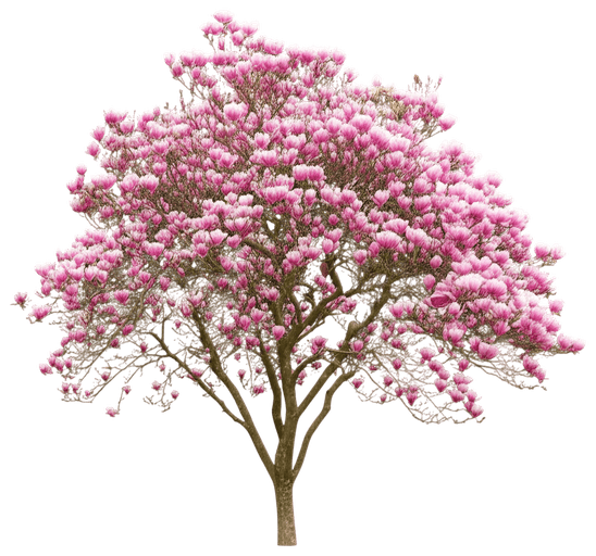 (Magnolia X 'Ann') - Flowering Trees
