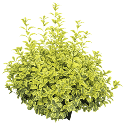 (Euonymus Fortunei 'Moonshadow') - Ground Layers