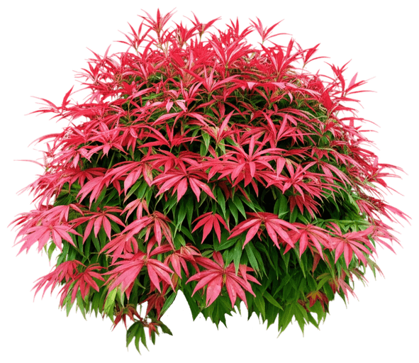 Enchanted Forest® River Run™ Pieris (Pieris Japonica) - Ground Layers