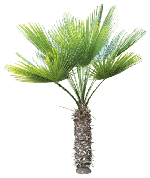 Needle Palm Tree (Rhapidophyllum Hystrix) - Evergreen Trees