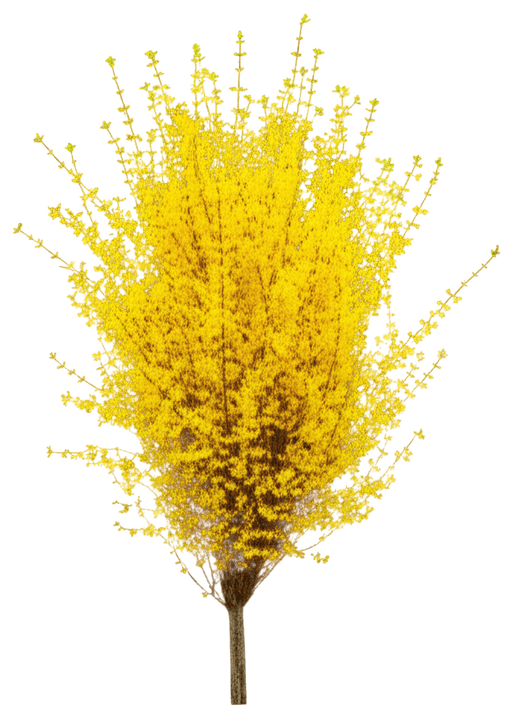 Lynwood Gold Forsythia Shrub (Forsythia X Intermedia) - Ground Layers
