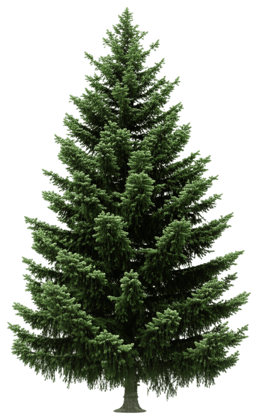 Norway Spruce (Picea Abies) - Evergreen Trees