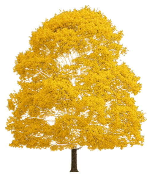 Ash, Patmore Green *Call For Availability* (Fraxinus Pennsylvanica 'Patmore') - Shade Trees