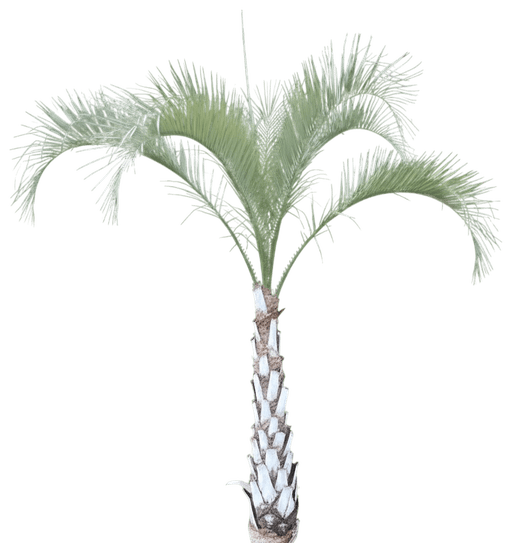 Pindo Palm (Butia Capitata) - Evergreen Trees