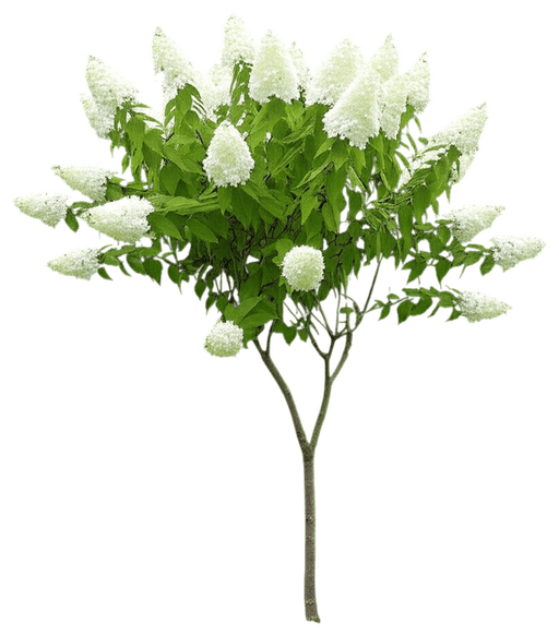 Hardy Hydrangea (Hydrangea Paniculata 'Limelight') - Ground Layers