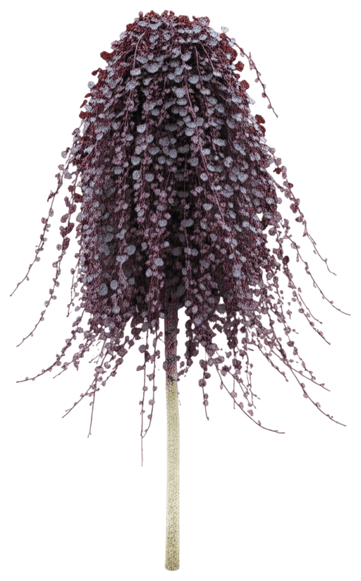 Ruby Falls Redbud Tree (Cercis Canadensis 'Ruby Falls') - Flowering Trees