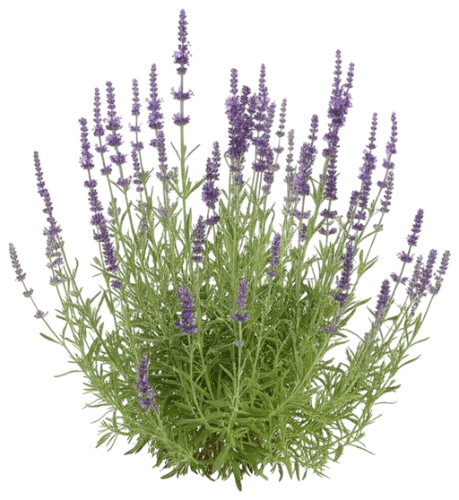 Russian Sage (Perovskia Atriplicifolia) - Perennials