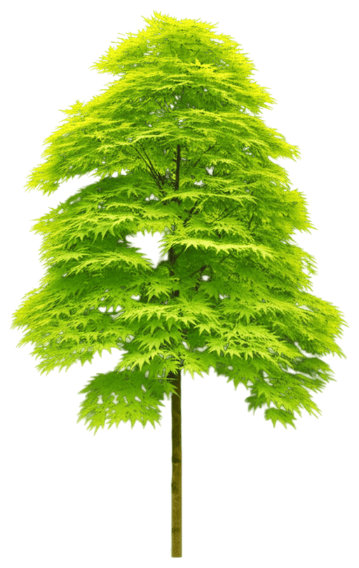 (Acer Palmatum 'Sango Kaku') - Shade Trees