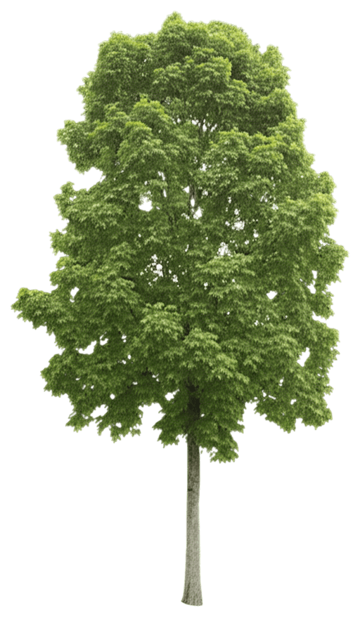 Slender Silhouette Sweetgum Low Branched (Liquidambar Styraciflua 'Slender Silhouette') - Shade Trees