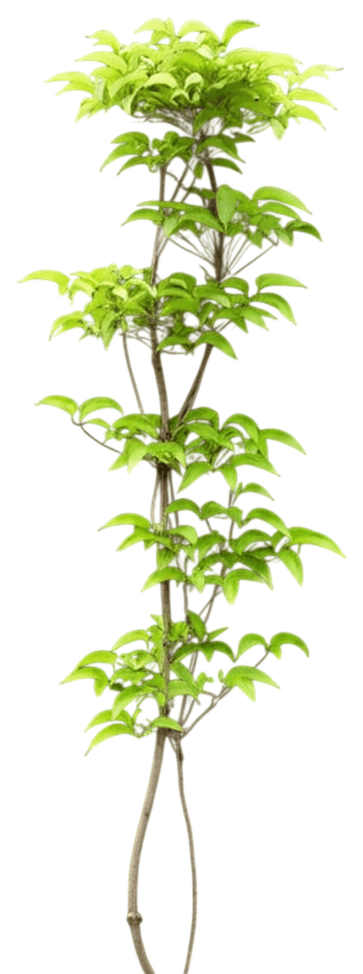 Armandii Snowdrift Clematis (Clematis Armandii) - Ground Layers