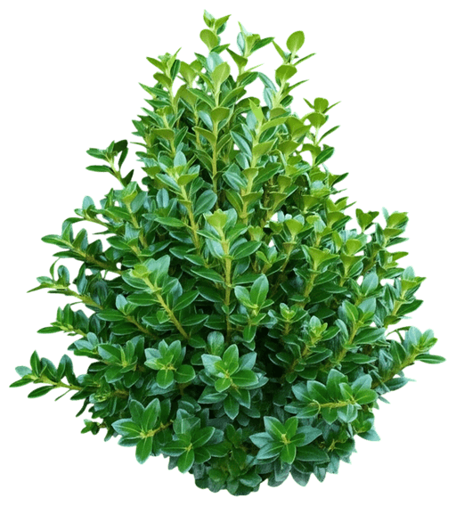 (Ilex Crenata 'Soft Touch') - Ground Layers