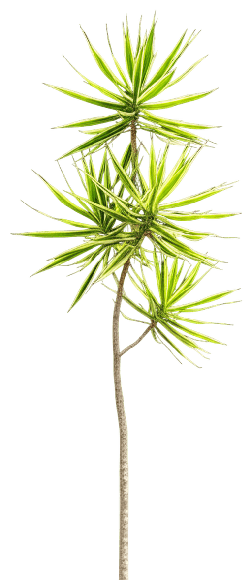 Song Of India (Dracaena Reflexa) - Ground Layers