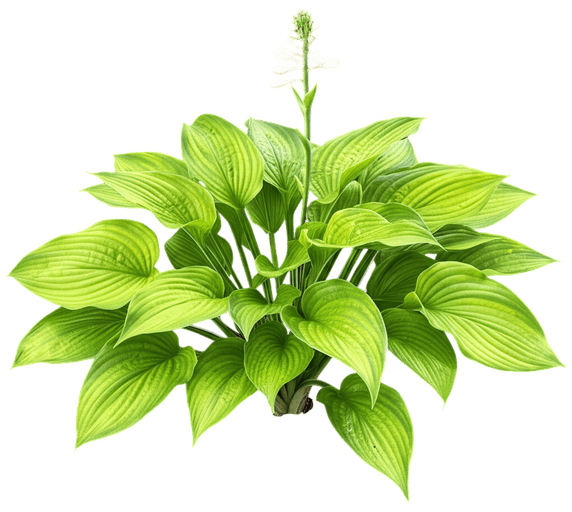 Sum And Substance Hosta (Hosta 'Sum And Substance') - Perennials