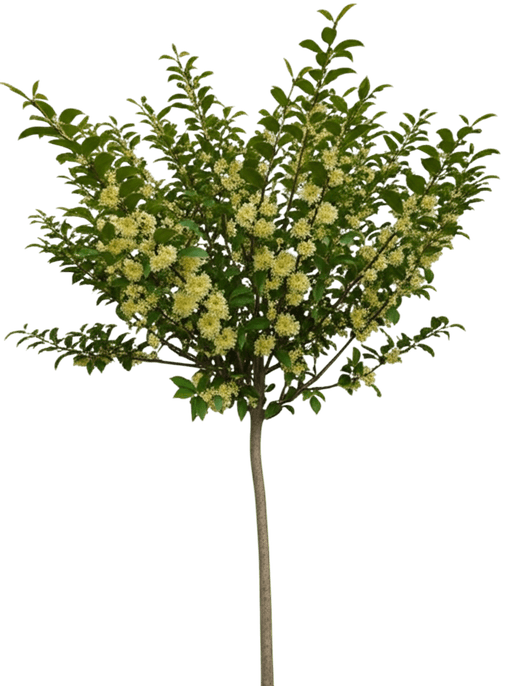 Fragrant Tea Olive Tree (Osmanthus Fragrans) - Ground Layers