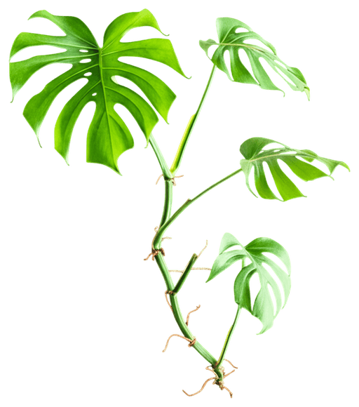 Swiss Cheese Vine (Monstera Adansonii) - Ground Layers