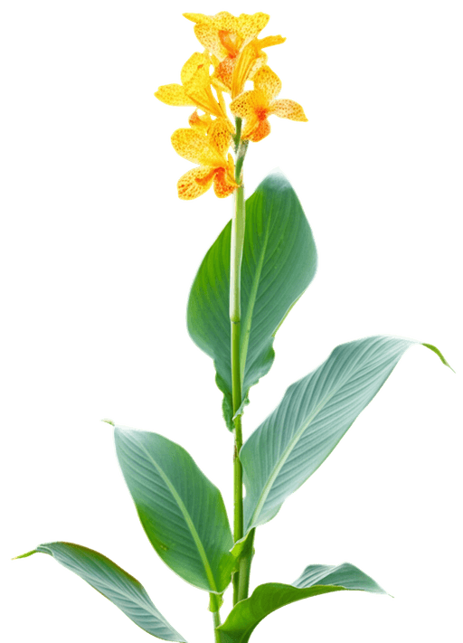 Toucan® Scarlet Canna Lily (Canna Indica) - Perennials