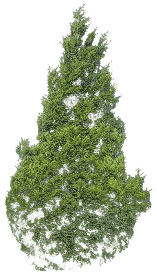 Junior Giant Thuja Tree (Thuja Plicata) - Evergreen Trees