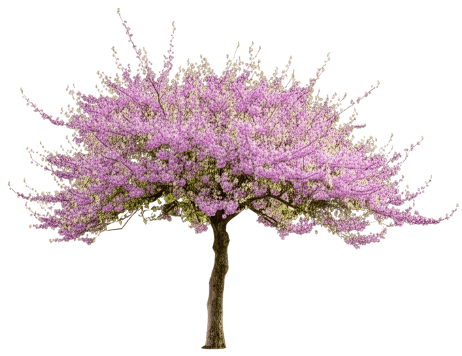 (Cercis Canadensis 'Whitewater') - Flowering Trees