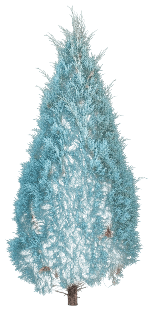 Juniper, Wichita Blue (Juniperus Scopulorum 'Wichita Blue') - Evergreen Trees