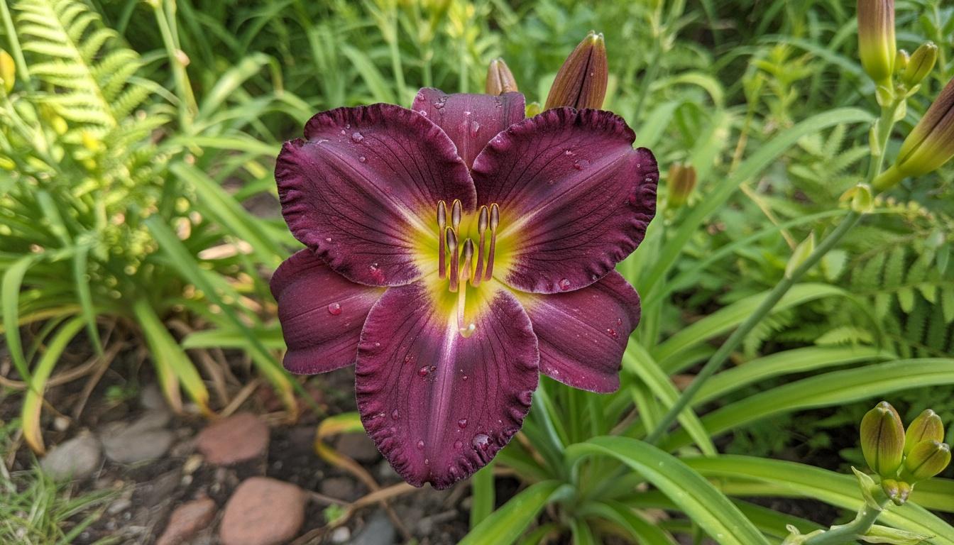 Purple Daylily Early Summer 'Little Grapette' (Hemerocallis 'Little Grapette') - Perennials