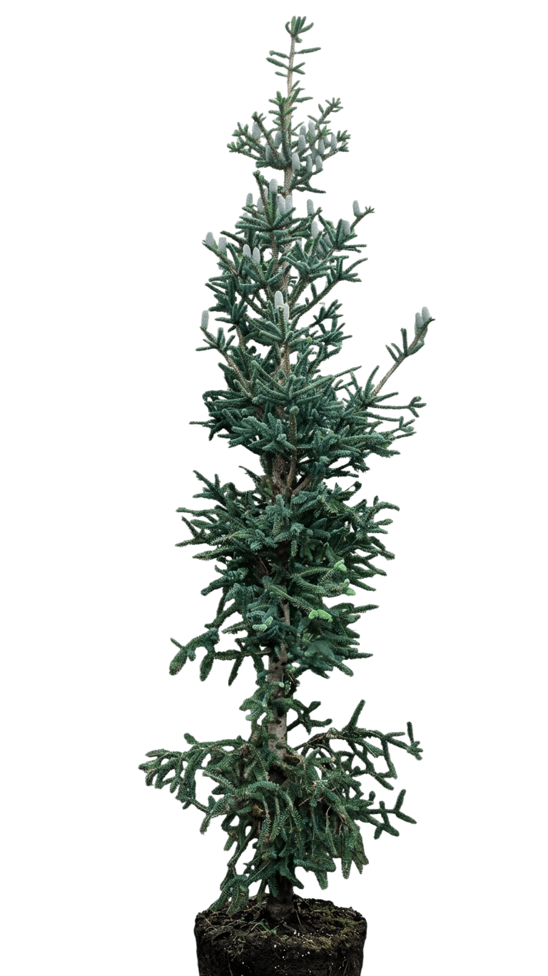 Columnar Spanish Fir (Abies Pinsapo 'Fastigiata') - Evergreen Trees