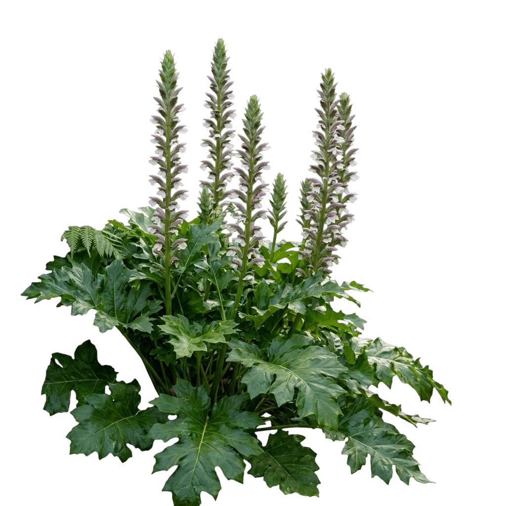 Bear'S Breeches (Acanthus Mollis) - Perennials