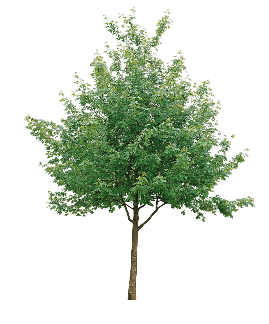 Maple, Rocky Mountain Glow Bigtooth *Call For Availability* (Acer Grandidentatum 'Rocky Mountain Glow') - Shade Trees