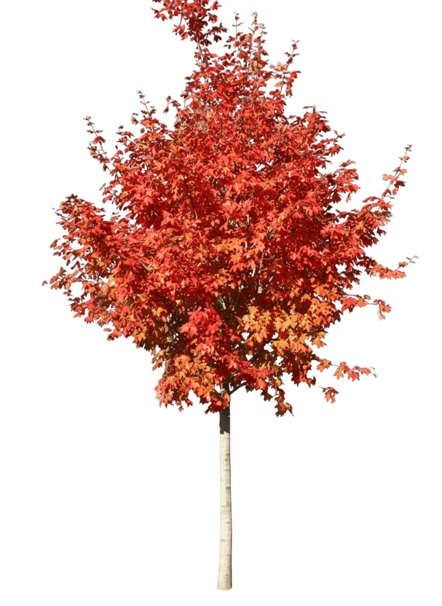 Maple, Mesa Glow Bigtooth *Call For Availablity* (Acer Grandidentatum Pp 27930 'Jfs-Numex 3') - Shade Trees