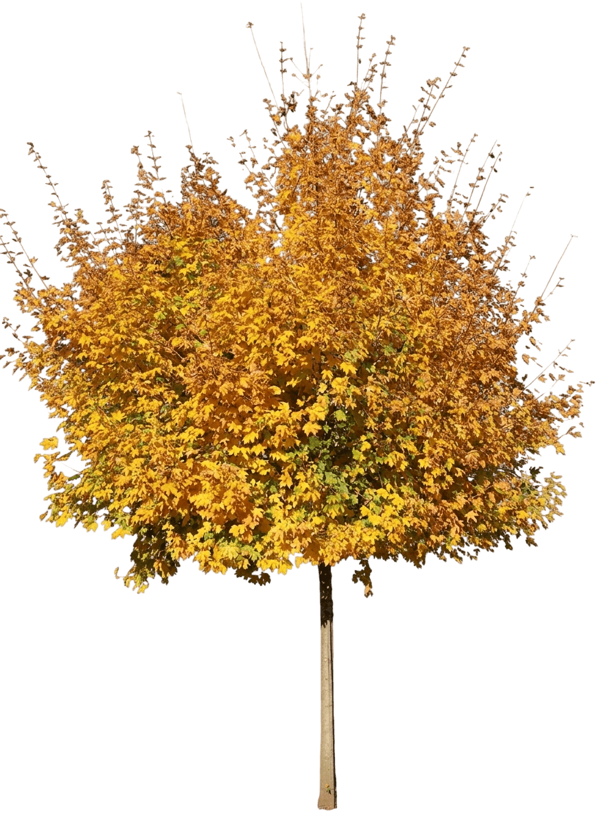 Rugged Ridge® Miyabe Maple (Acer Miyabei Rugged Ridge 'Kw-3Ami') - Shade Trees