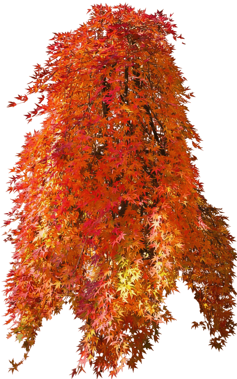 Ryusen Weeping Japanese Maple (Acer Palmatum Ryusen 'Ryu Sei') - Shade Trees