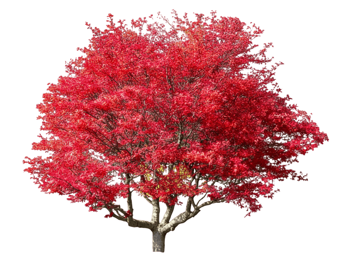 arce japonés palmeado (Acer Palmatum Var. Dissectum 'Crimson Queen') - Árboles de sombra