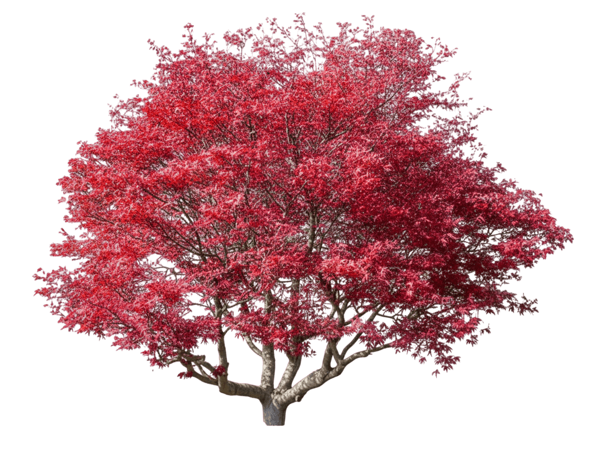 Inaba Shidare Laceleaf Japanese Maple (Acer Palmatum Var. Dissectum 'Inaba Shidare') - Shade Trees