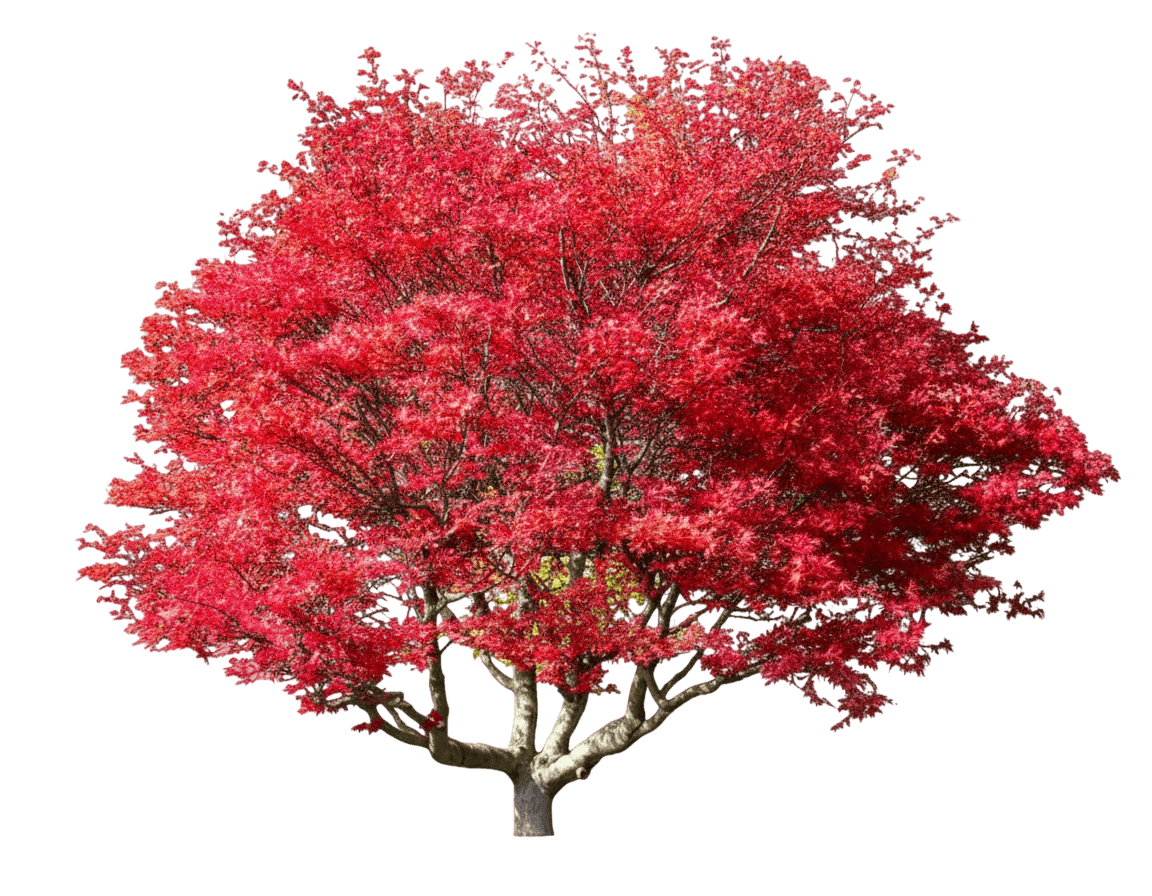 Tamukeyama Laceleaf Japanese Maple (Acer Palmatum Var. Dissectum 'Tamukeyama') - Shade Trees